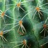 Rebutia_ brunescens_ 03